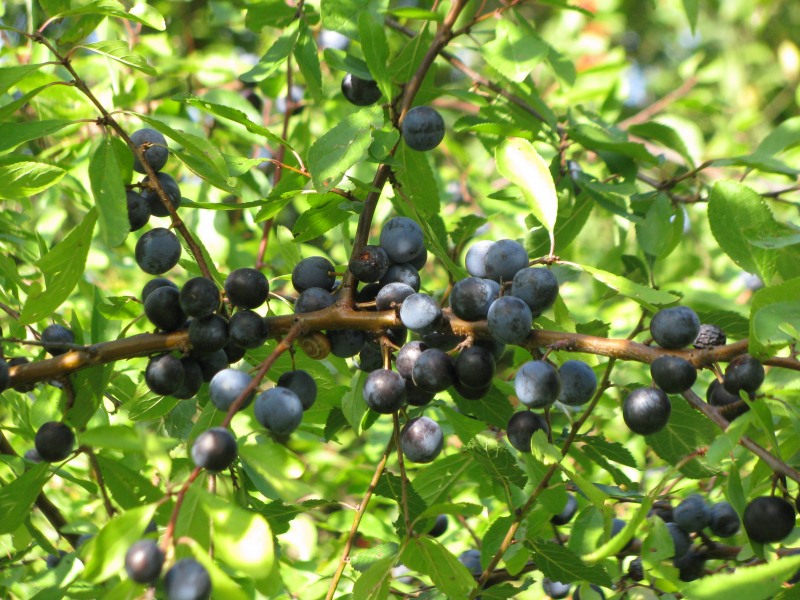 Schlehen Früchte bio